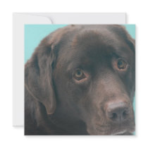 Chocolate Lab Dog Invitations