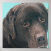 Chocolate Lab Dog Poster