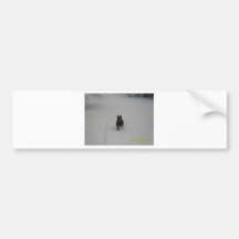 Chocolate Lab in the snow Bumper Sticker