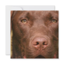 Chocolate Lab Invitation