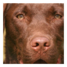 Chocolate Lab Invitation
