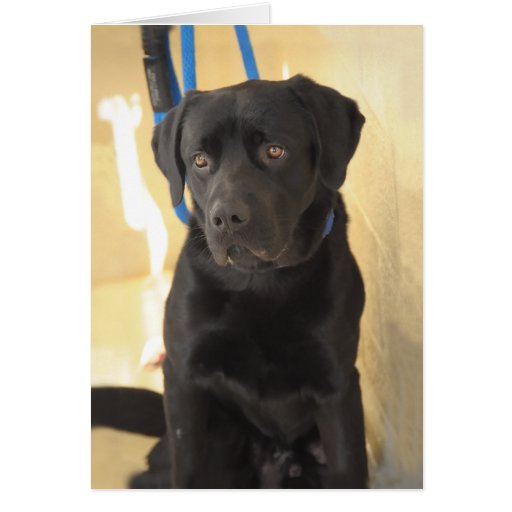 Chocolate Lab/Mastiff Mix Greeting/Note Cards Zazzle