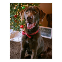 Chocolate Lab Merry Christmas Postcard