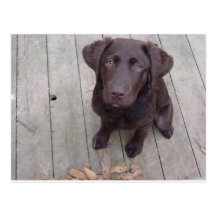 Chocolate Lab Post Cards
