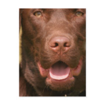 Chocolate Lab Postcard