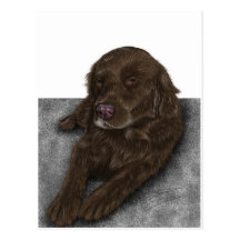 Chocolate Lab Postcard