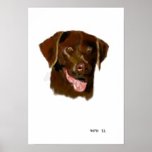 Chocolate Lab Poster