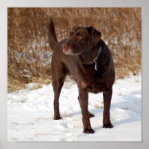 Chocolate Lab Print