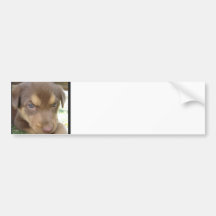 Chocolate Lab Puppy Bumper Stickers