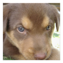 Chocolate Lab Puppy Invitations