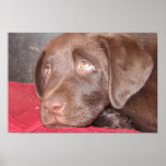 Chocolate Lab Puppy Ponders Print