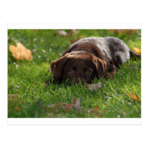 Chocolate Lab Puppy Post Card