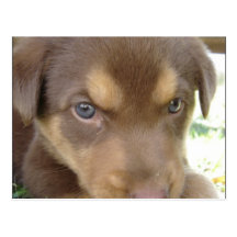 Chocolate Lab Puppy Postcard