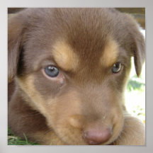 Chocolate Lab Puppy Poster