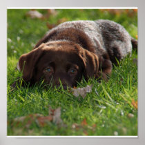 Chocolate Lab Puppy Print