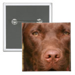 Chocolate Lab Square Pin