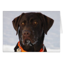 Chocolate Labrador Card