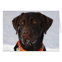 Chocolate Labrador Card