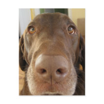 chocolate labrador face post cards