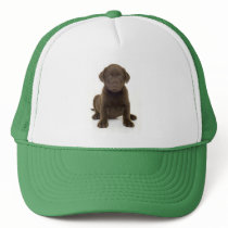Chocolate Labrador Hat