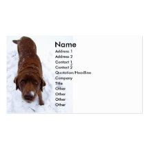 Chocolate Labrador in Snow Business Card