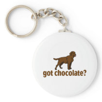 Chocolate Labrador