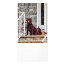 Chocolate Labrador on Porch Photo Greeting Card