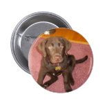 Chocolate Labrador Puppy  Button buttons