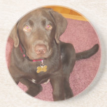 Chocolate Labrador Puppy  Coaster