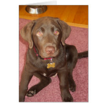 Chocolate Labrador Puppy  Greeting Card