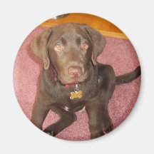 Chocolate Labrador Puppy  Magnet