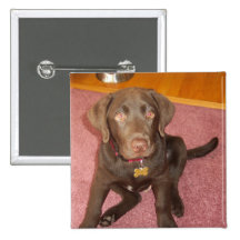 Chocolate Labrador Puppy  Pin