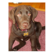 Chocolate Labrador Puppy  Postcard
