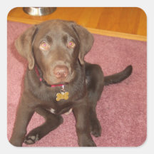 Chocolate Labrador Puppy  Stickers