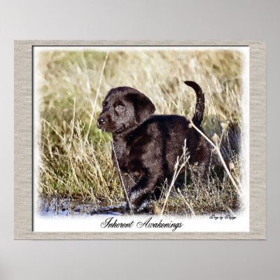 Chocolate Labrador Retriever Art Print by DogsByDezign