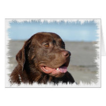Chocolate Labrador Retriever Card