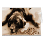 Chocolate Labrador Retriever Dog Blank Card cards