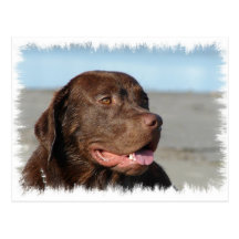 Chocolate Labrador Retriever Postcard