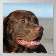 Chocolate Labrador Retriever Print