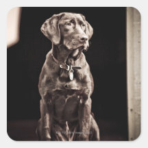 Chocolate Labrador Retriever Square Stickers