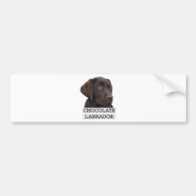 Chocolate Labrador Unique design! Bumper Sticker
