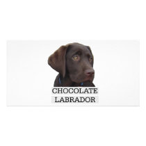 Chocolate Labrador Unique design! Picture Card