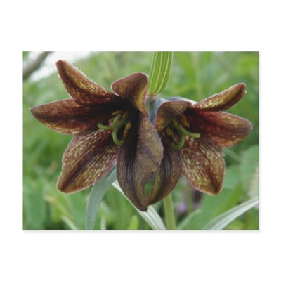 Chocolate Lily, Unalaska Island by mistlebee