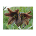Chocolate Lily, Unalaska Island postcards