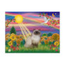 Chocolate Point Himalayan  -  Autumn Sun Post Cards