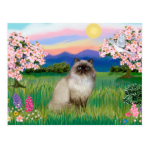 Chocolate Point Himalayan -  Blossoms Post Card