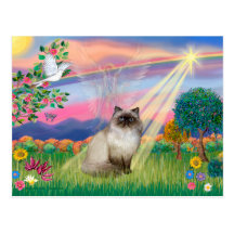 Chocolate Point Himalayan Cat -  Cloud Angel Post Card