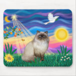 Chocolate Point Himalayan Cat  - Twilight