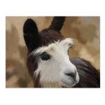 Chocolate & white Alpaca Postcard