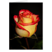 Choisissez la carte vierge rose